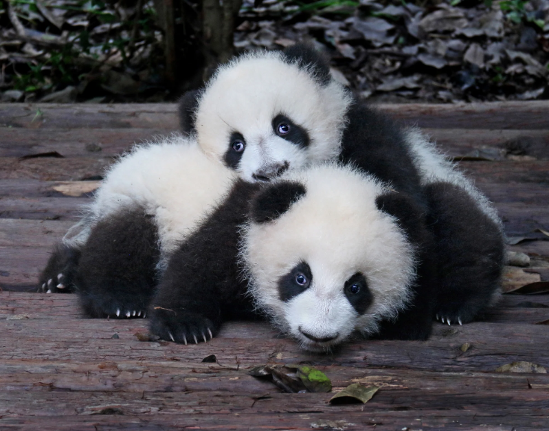 Какие милые! А тигрята по-вашему не милые? А волчата?