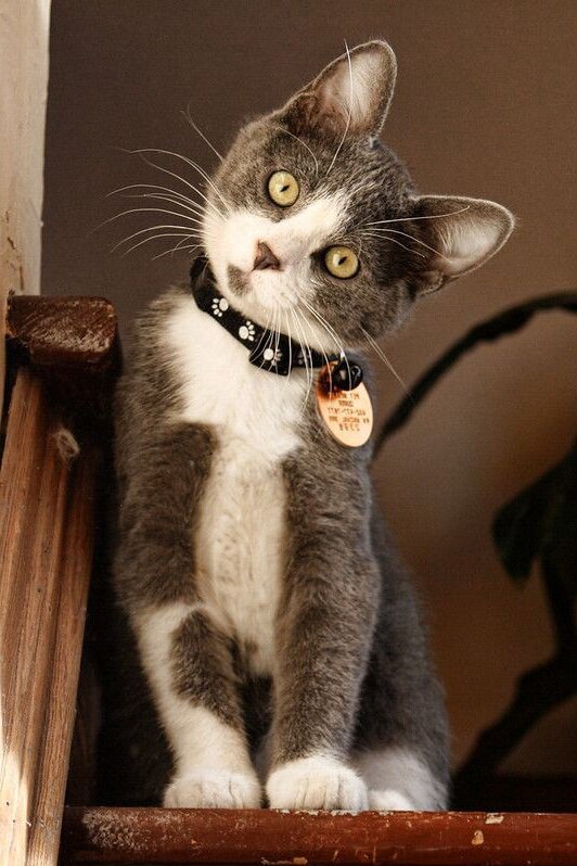 Кошачья фотосессия