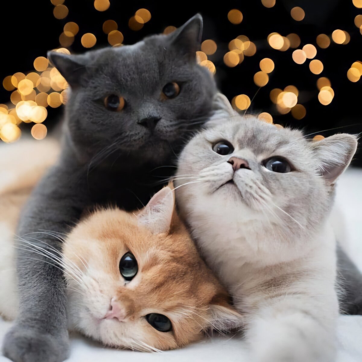 Кошачья фотосессия 