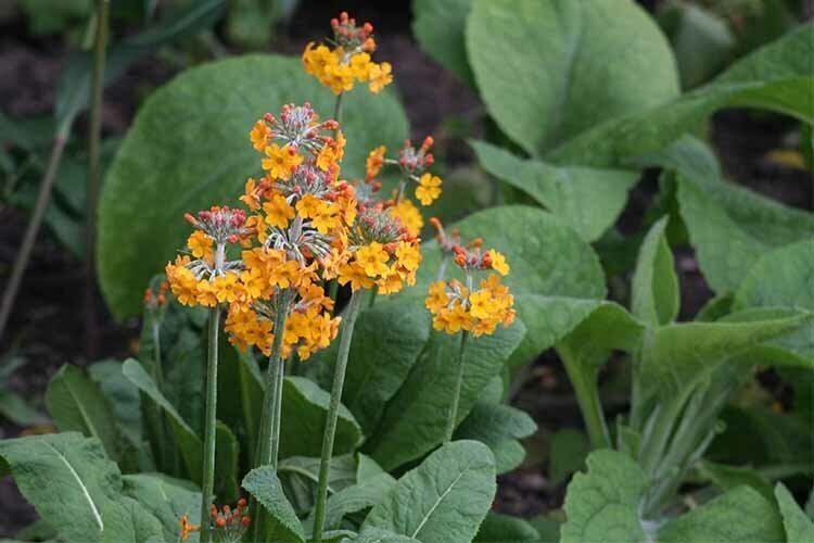 Primula Bulleyana , или примула канделябра. Фото Шваброва Димы.
