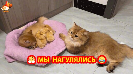 Погуляли и спать ❣️ Котенок с цыплятами укладываются поспать в лежаночку под присмотром Кошки 😴🤗😂