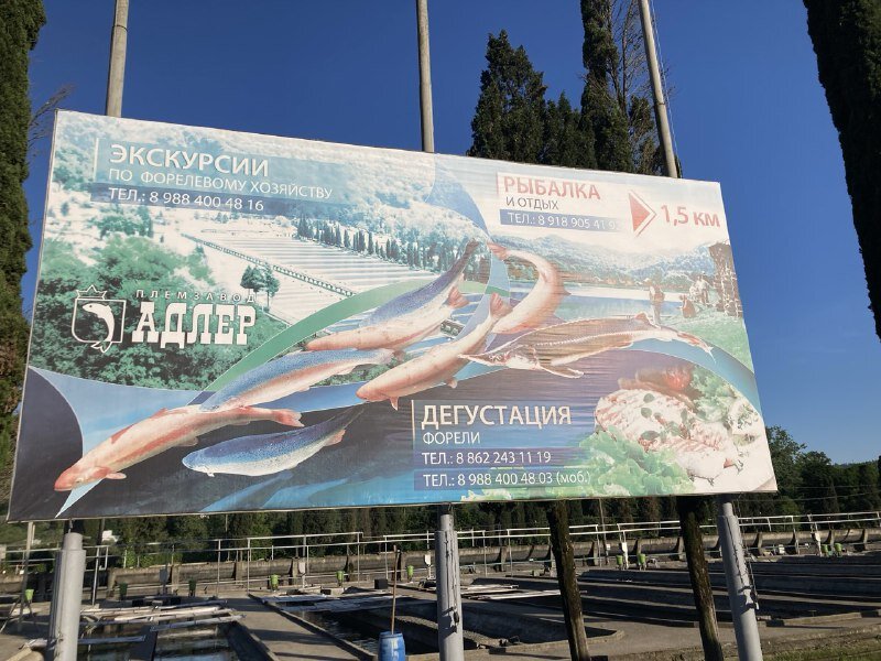 Здесь живут рыбы