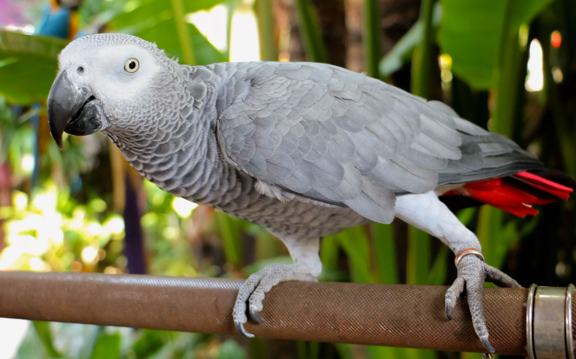 Попугаи являются одними из самых умных птиц. Их когнитивные способности позволяют им решать сложные задачи, что видно, например, в их способности использовать простые инструменты или разгадывать загадки для получения еды. Этот уровень интеллекта также позволяет попугаям учиться и запоминать различные команды и трюки, что делает их интересными и взаимодействующими питомцами.
