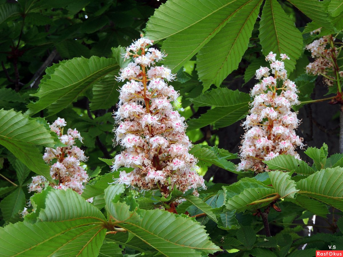   Каштан    всех  обманул,   но  ему  можно  ,  ему  все   простится  за  такую  красоту .)))