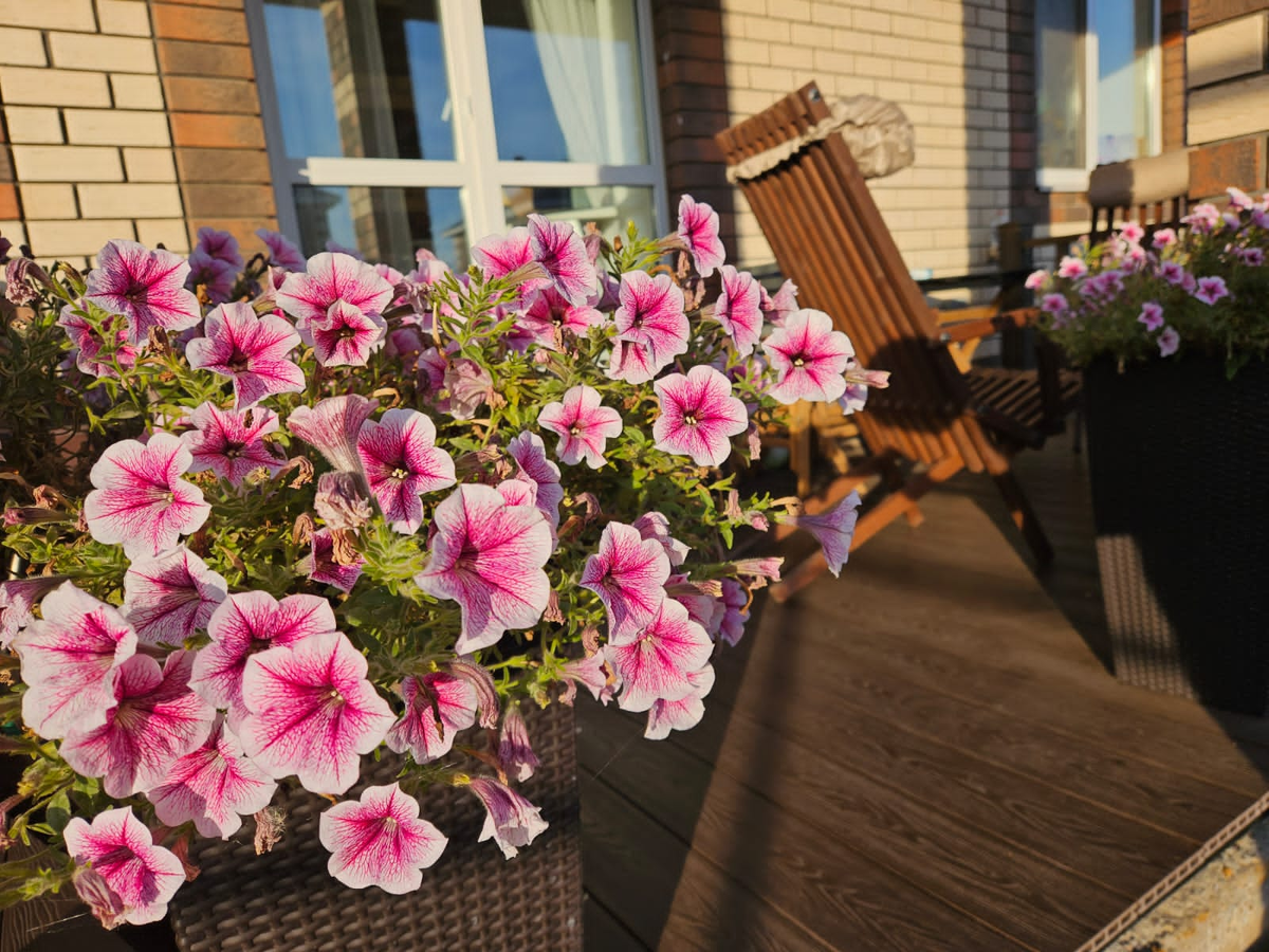 В прошлом году мы ставили кашпо на террасе - необычно и очень красиво