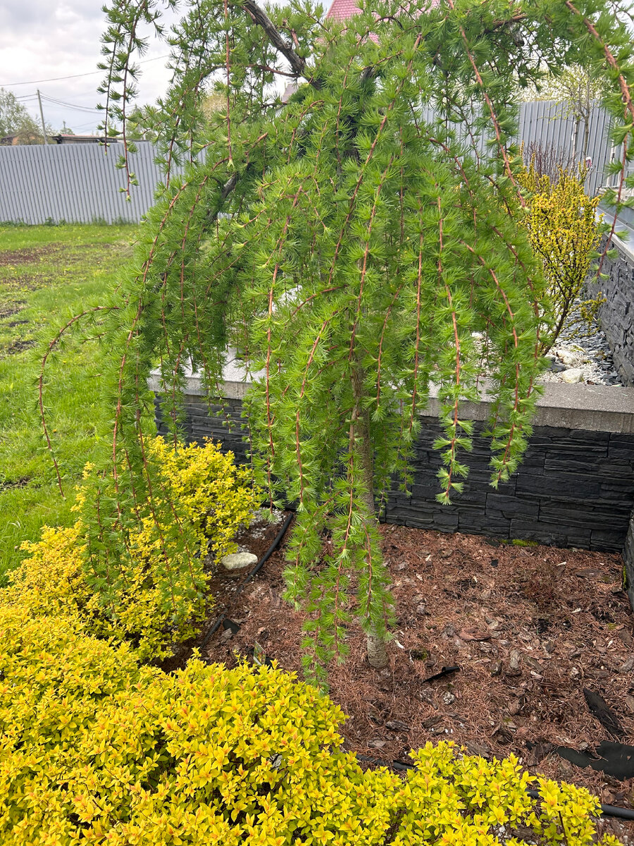 Лиственница «Стиф випер»