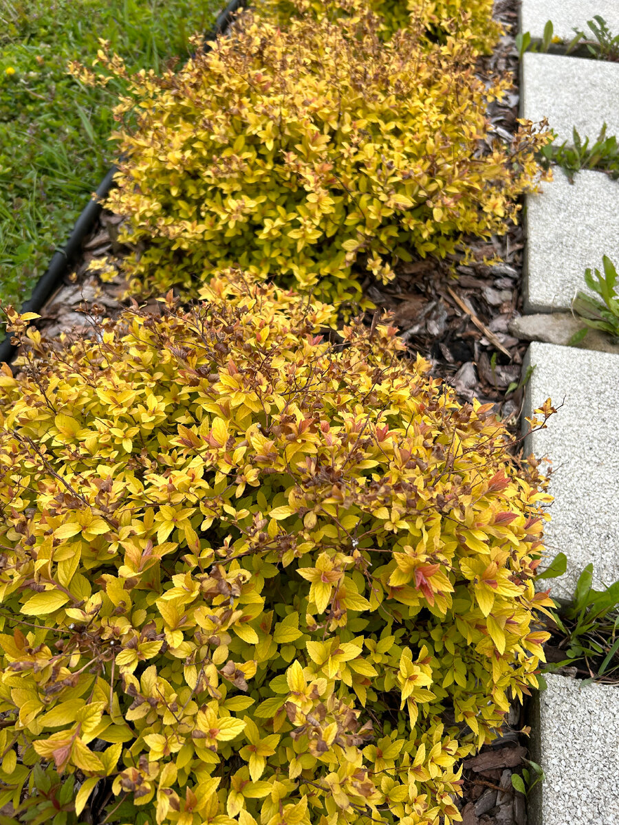 Спирея японская