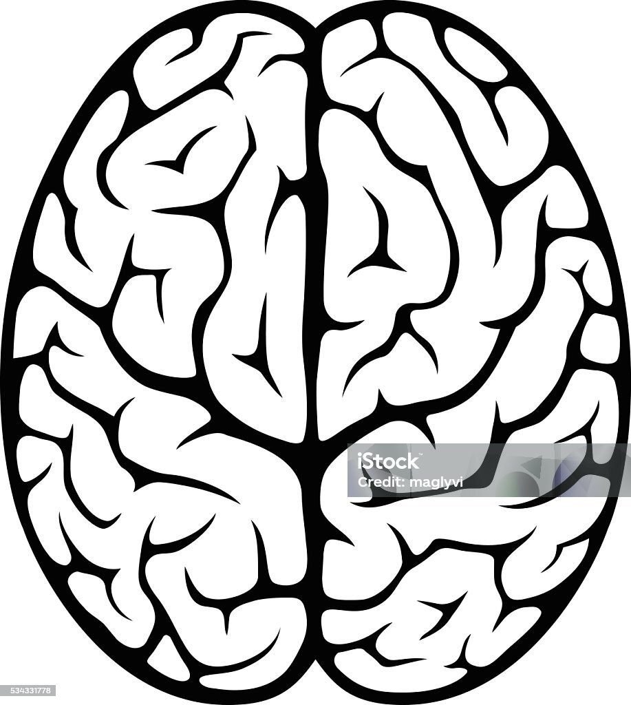 Полушария мозга