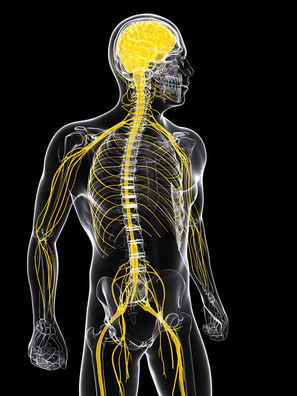 Нервная система
