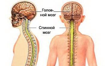 Симметрия НС