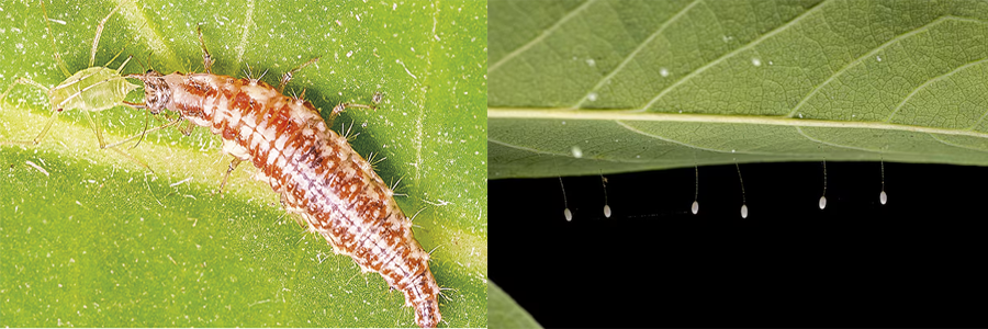 Личинка и яйца Златоглазки. Источник: Изображение от ViniSouza128 на Freepik 