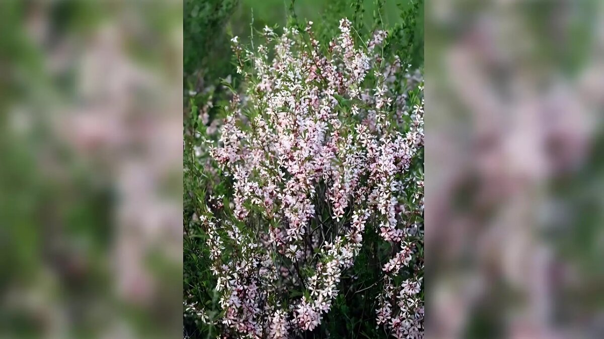     Источник: Нацпарк «Башкирия»