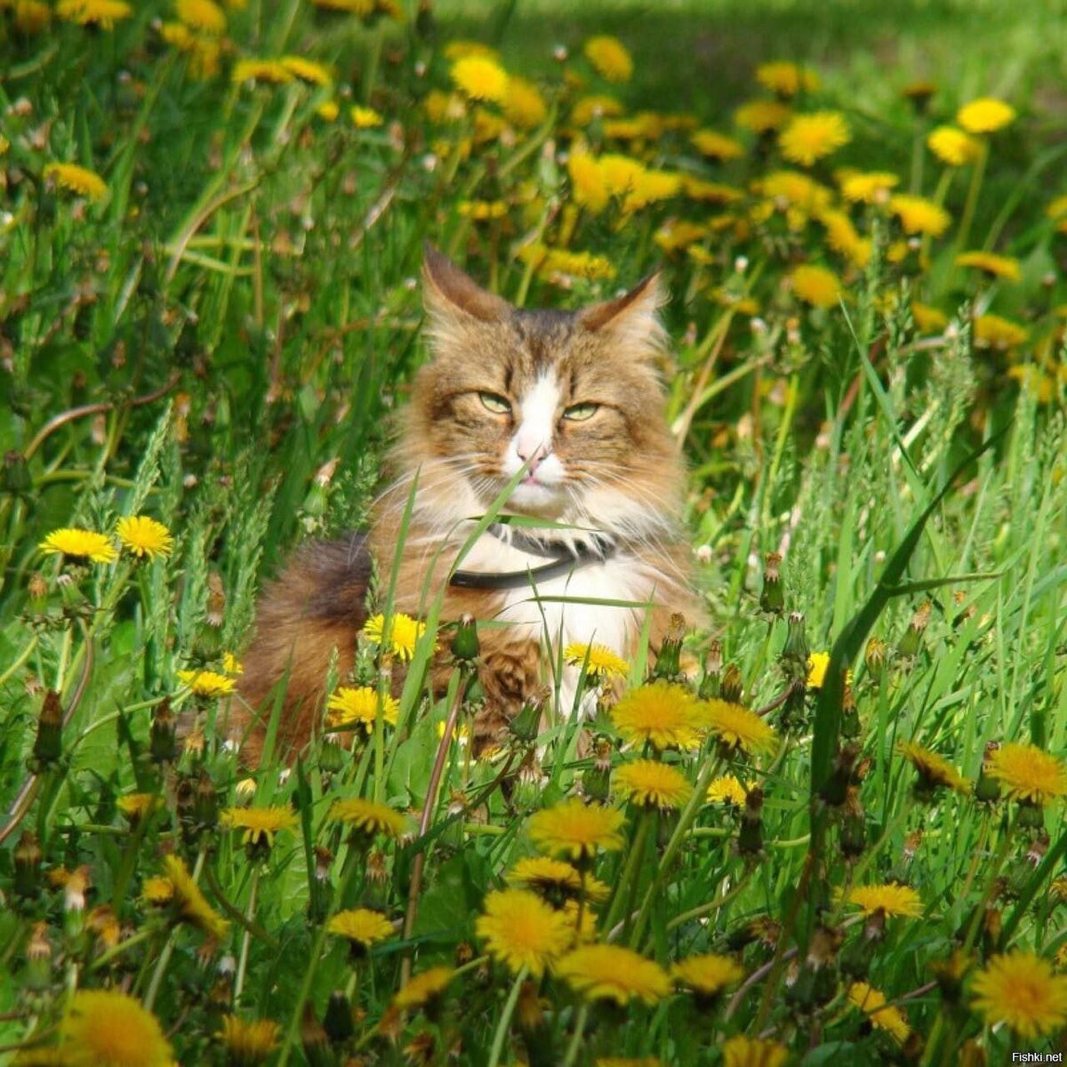 иллюстрация из яндекс картинки.