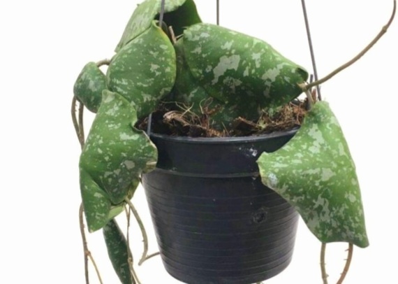 Фото интернет 