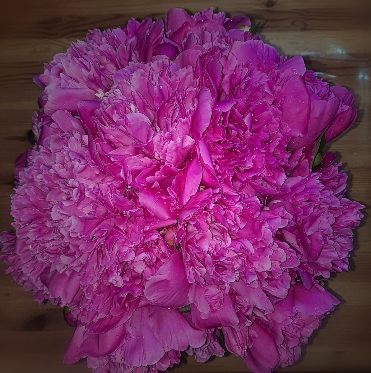 Мои пиончики 🥰