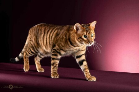  Все о котикам Тайгер Тойгер — это порода короткошёрстных домашних кошек, напоминающих игрушечных тигров. Они были выведены в США в конце 1980-х годов.