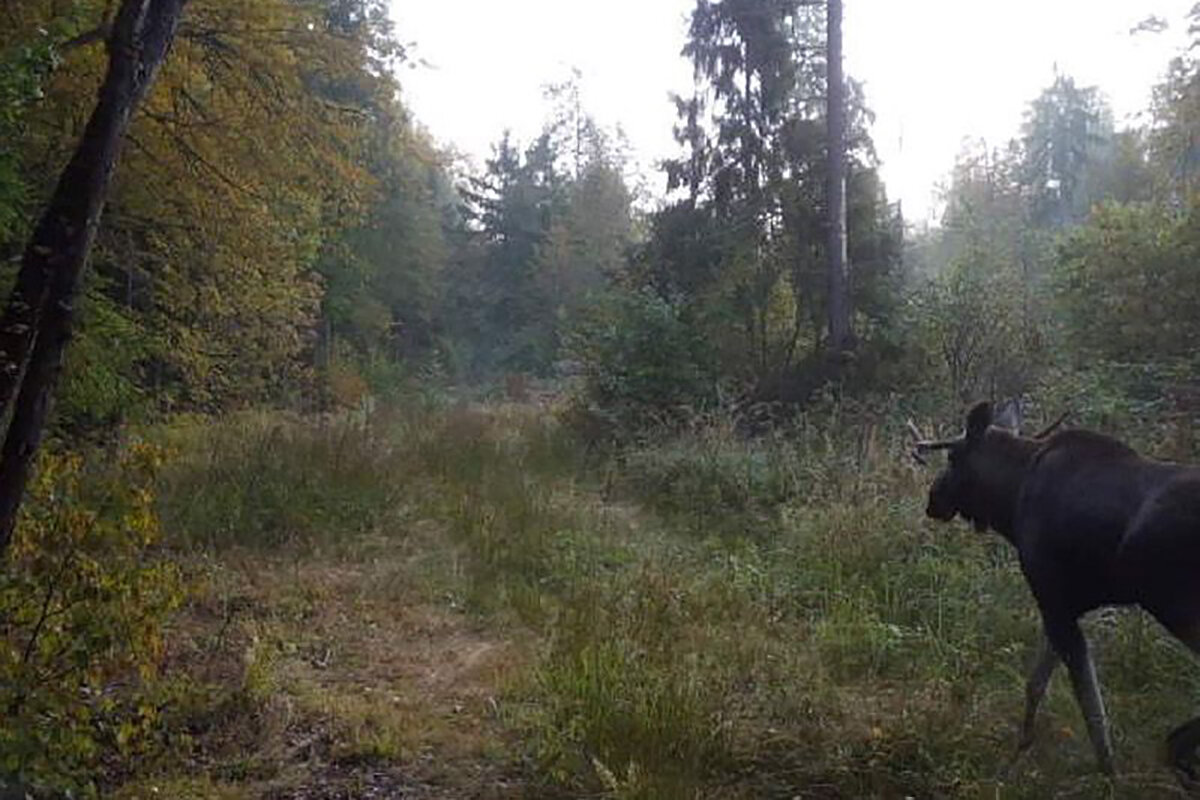 Пресс-служба Департамента природопользования и охраны окружающей среды города Москвы📷Лось. Снимок сделан на фотоловушку