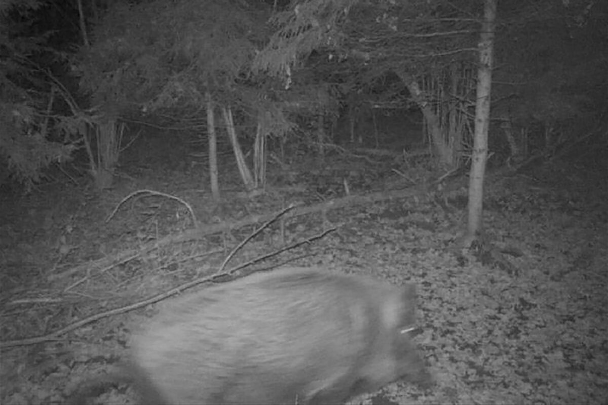 Пресс-служба Департамента природопользования и охраны окружающей среды города Москвы📷Кабан. Снимок сделан на фотоловушку