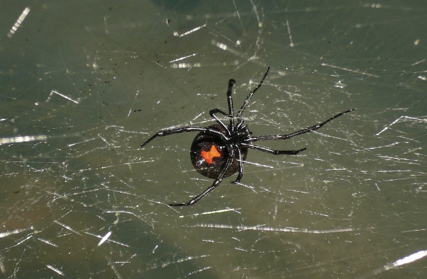 Черная вдова. Как объяснить смерть четырёх мужчин одной женщины в один и тот же день - 15 декабря. Мистика или просто совпадение?