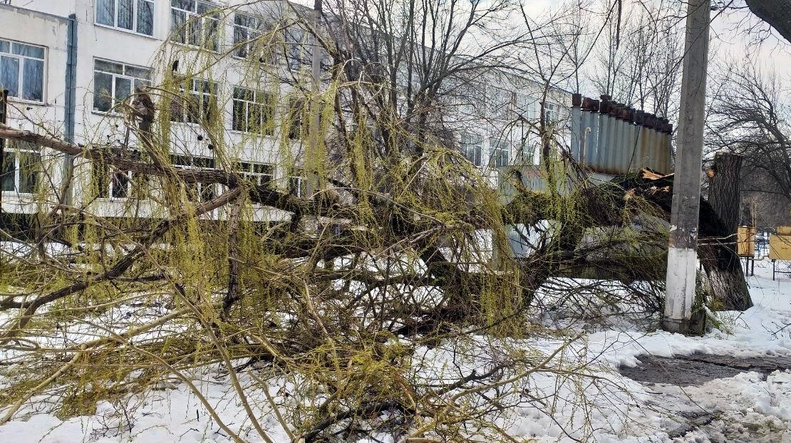  Старые деревья могут повредить ЛЭП. Фото автора