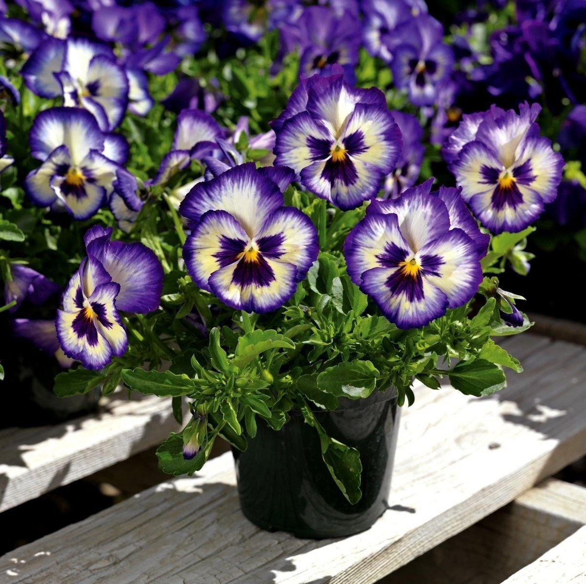 Фото из открытых источников.