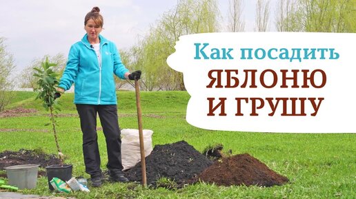 КАК ПОСАДИТЬ ЯБЛОНЮ И ГРУШУ. При таком способе прорастет даже лопата