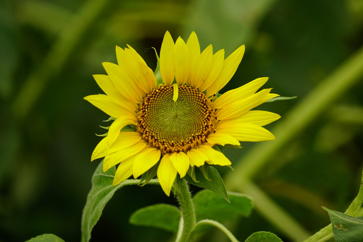Картинка с бесплатного фотостока https://unsplash.com, автор Duy Le Duc