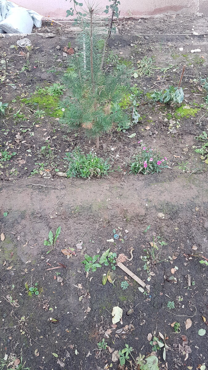 Фото от 2 декабря 2023г. Уже можно сказать при заморозках.