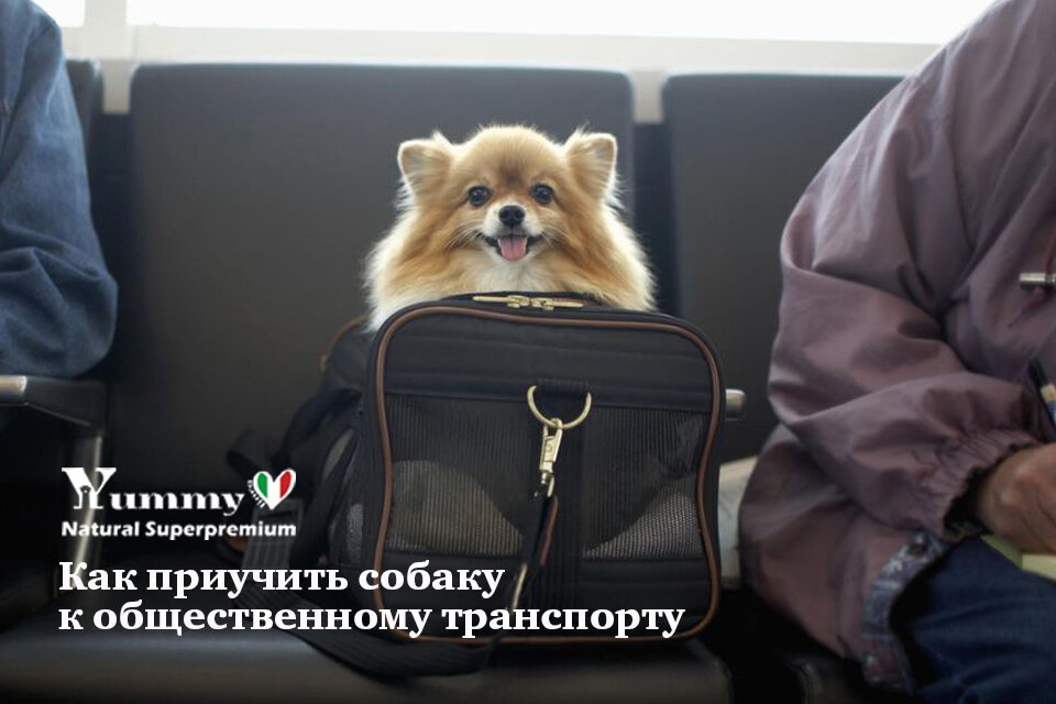 Корм для собак и кошек Yummy Linea