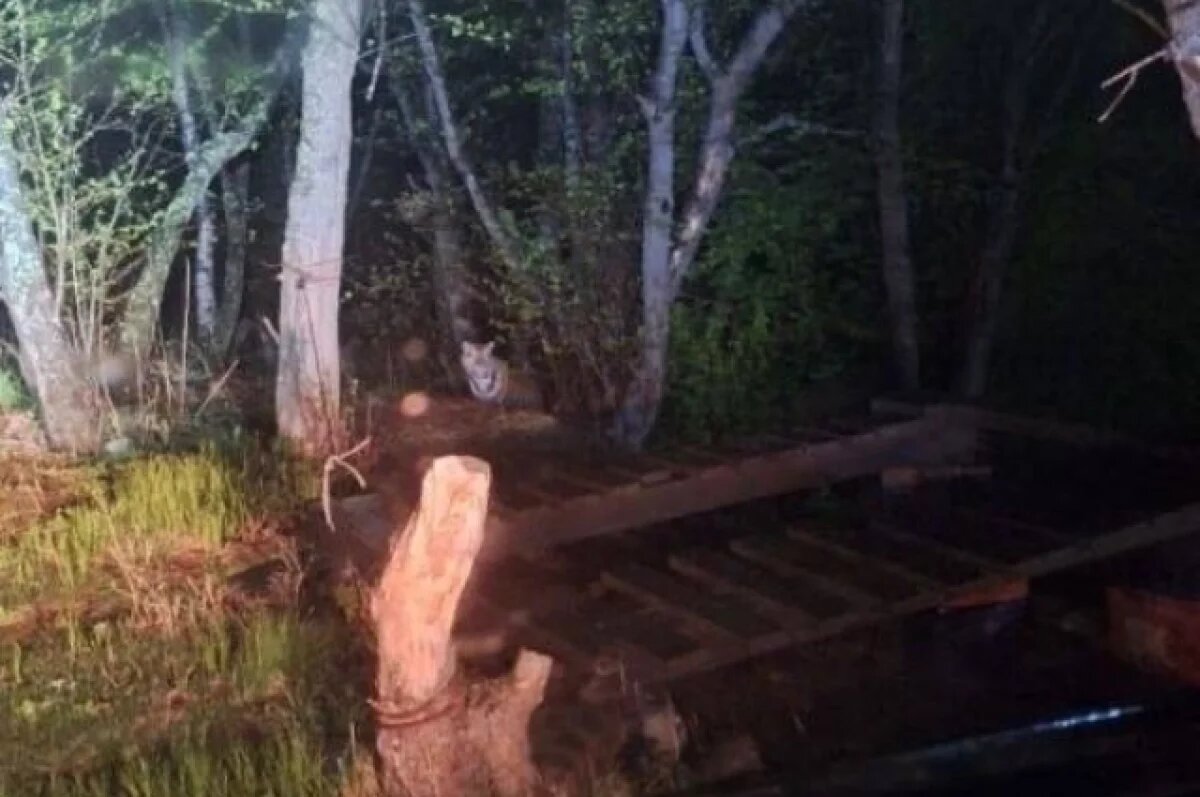    Жители Приморья устроили гонку за тигром на машинах, но зверь дал отпор