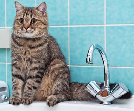 Фото: brit-cats.ru