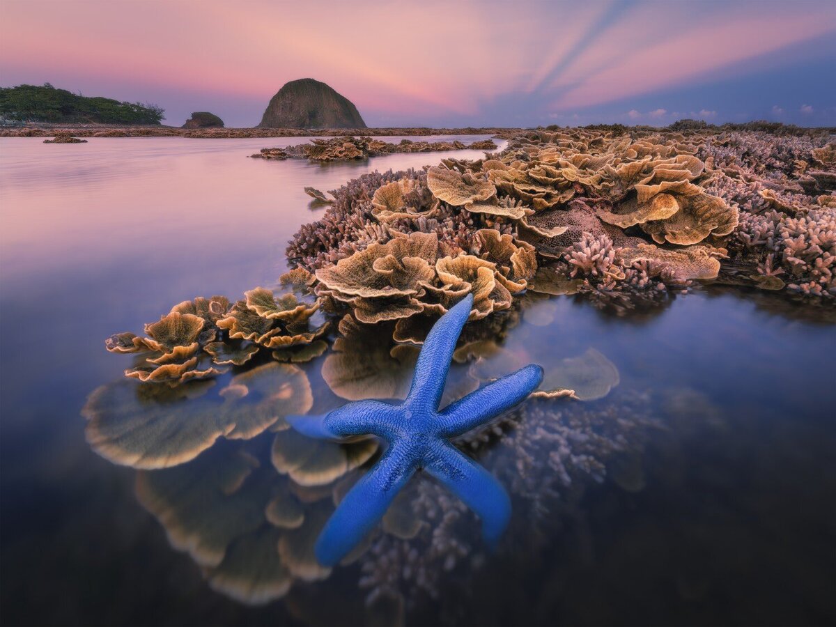 © Nhan Cao Ky (Вьетнам) «Морской цветник», Хон Йен, провинция Фу Йен, Вьетнам