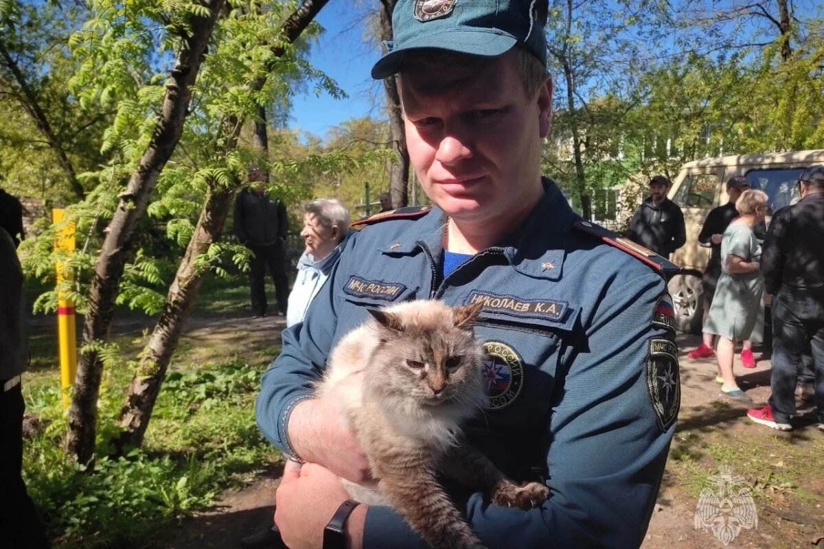 Сотрудники МЧС спасли младенца и шесть кошек на пожаре в центре Пскова |  АиФ-Псков | Дзен