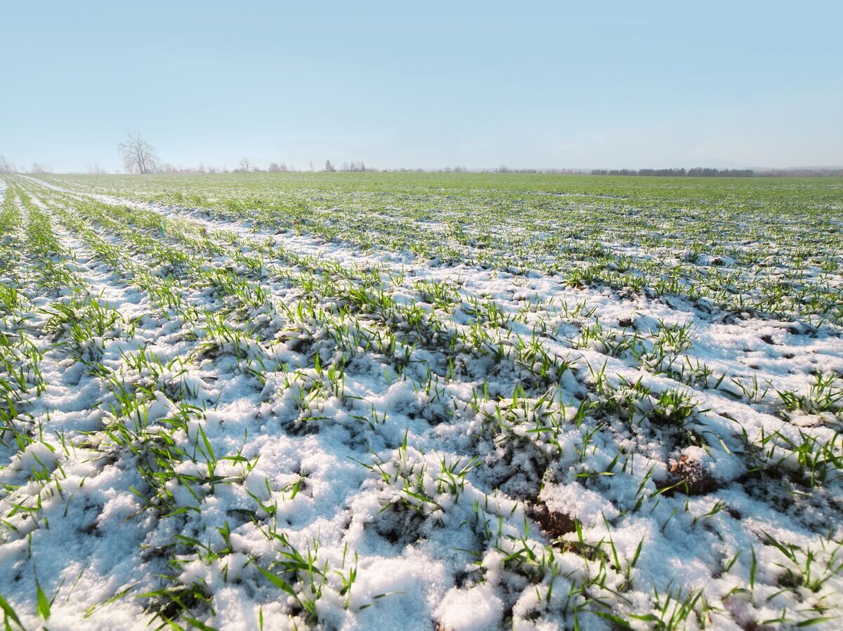    Пшеничное поле в начале зимы© Fotolia / Janis Smits