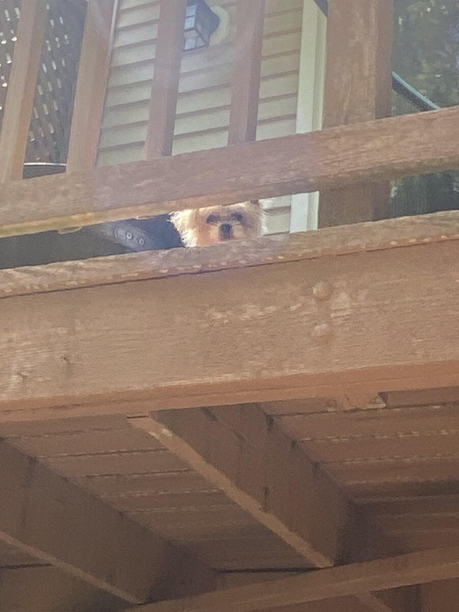    Хвостатая система наблюдения.