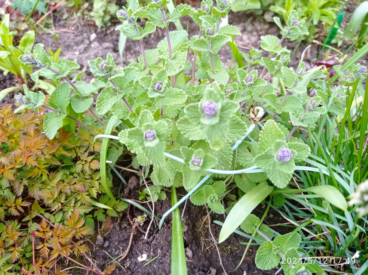 самый первый и ранний