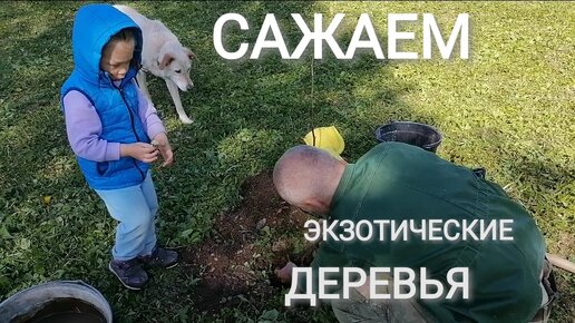 Посадка экзотических растений во Псковской области! Создаём удивительный сад плодовых деревьев. Жизнь в деревне.