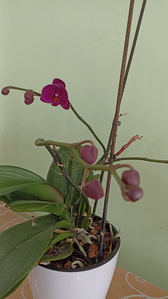 На работе за моё двух недельное отсутствие орхидея зацвела. 