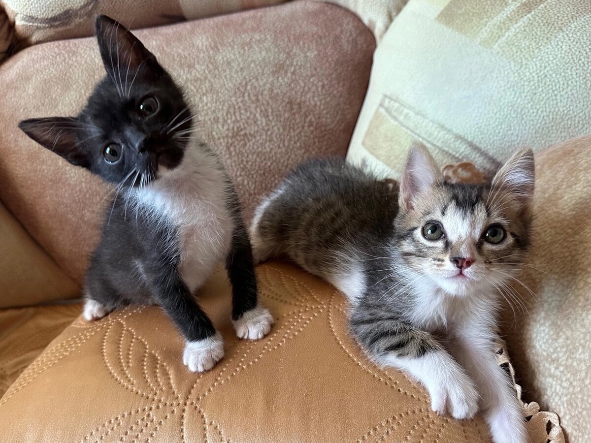 Черно-белый котёнок Кай и серенькая Герда