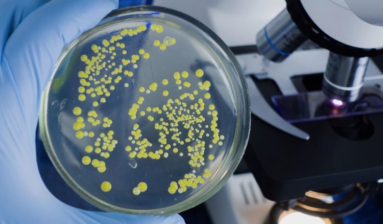    Российские ученые исследовали устойчивость фитопатогенных бактерий для разработки средств защиты растений