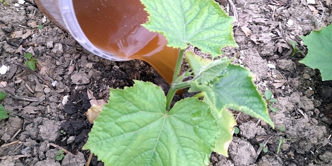 Подкормка из Куриного помёта: для чего, когда, как использовать и сколько