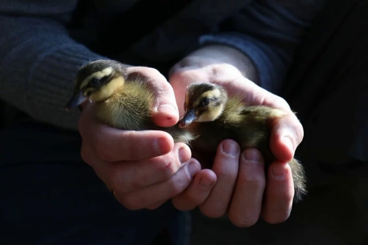    Выбежавших на дорогу в неположенном месте утят спасли донские водители