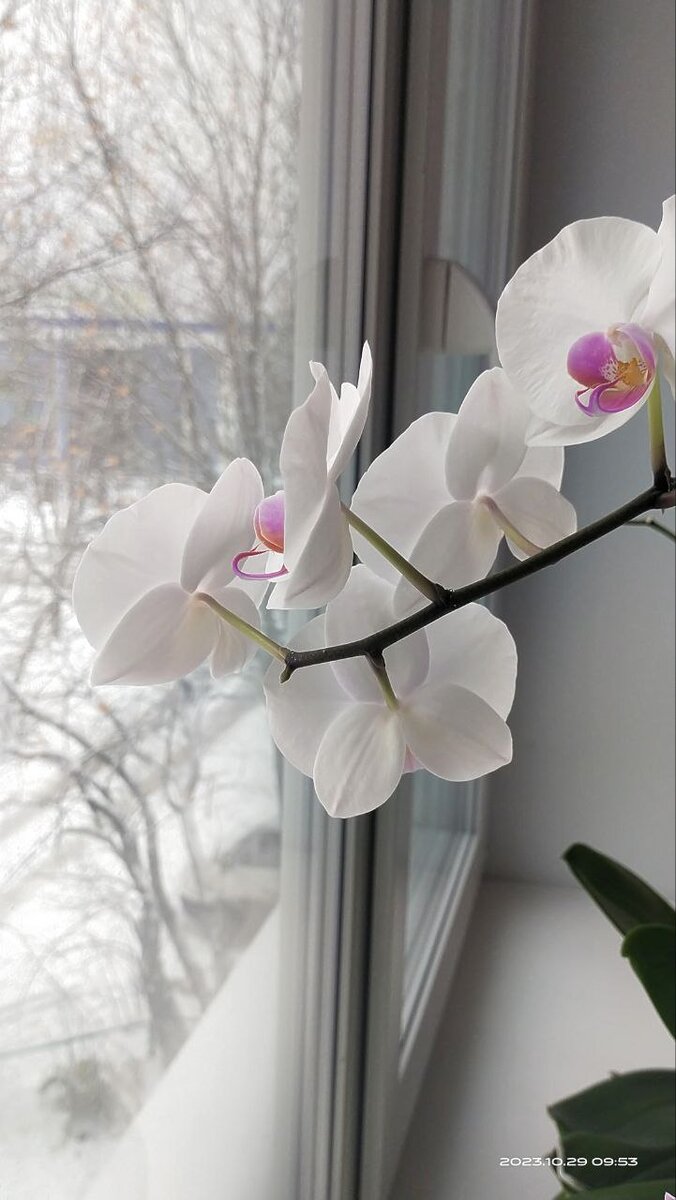 Осень. 29 октября 2023 года. 