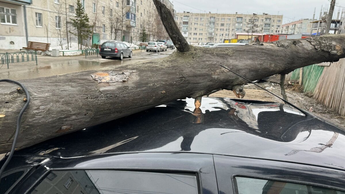 Дерево упало на крышу легковушки в Ноябрьске | Время Новостей | Дзен