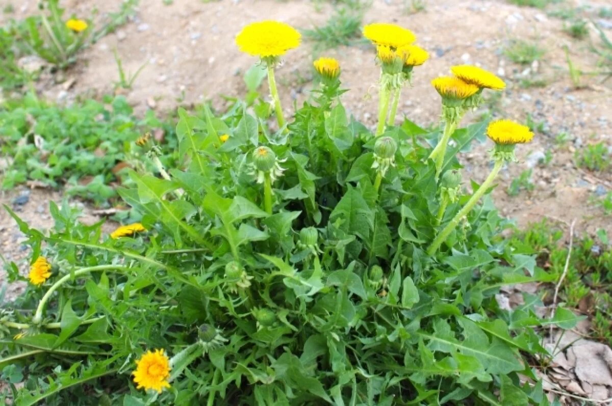    Желтый лекарь.