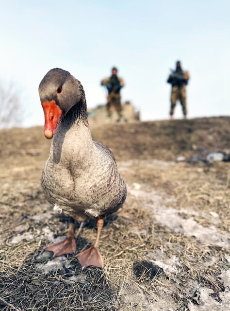 Гусь по кличке Дрон