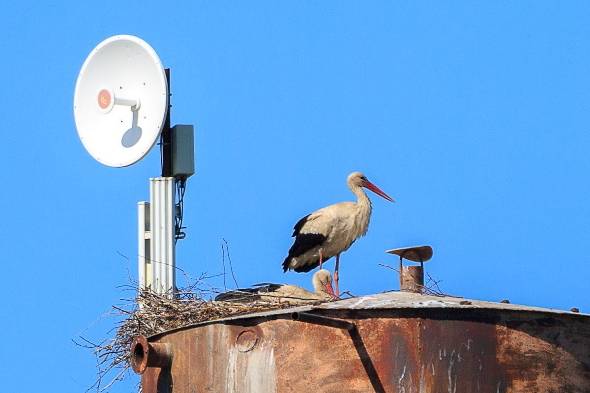 2. Белые аисты.