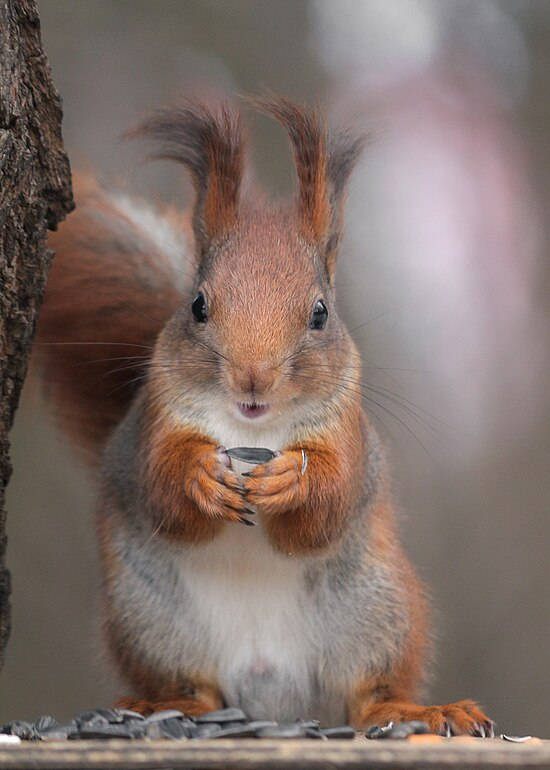 Sciurus vulgaris. Источник: https://ru.wikipedia.org/wiki/%D0%9E%D0%B1%D1%8B%D0%BA%D0%BD%D0%BE%D0%B2%D0%B5%D0%BD%D0%BD%D0%B0%D1%8F_%D0%B1%D0%B5%D0%BB%D0%BA%D0%B0