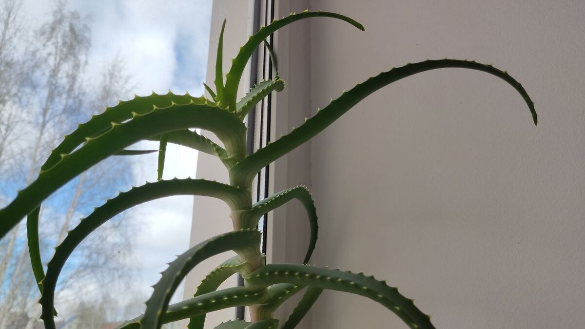 Вытянулась макушка алоэ столетника