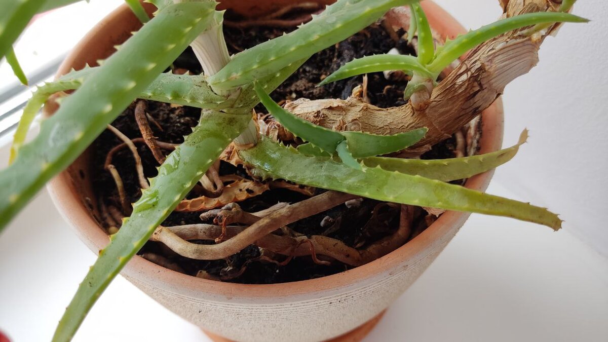 Детки, с более узкими листочками